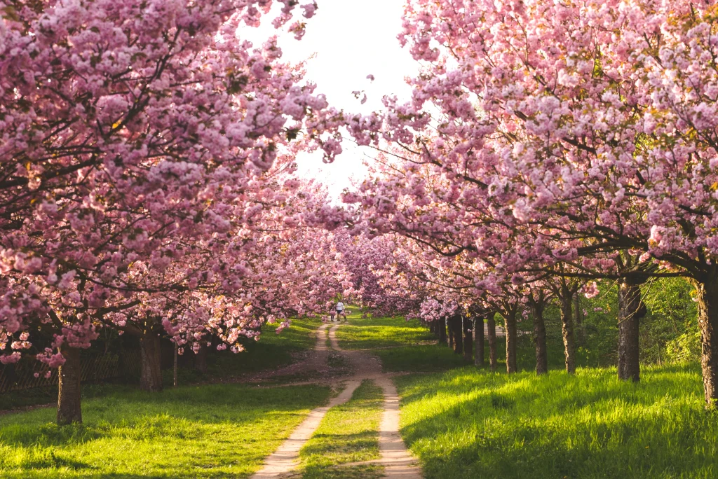 Pink blossom tree - Walk and Talk Therapy in Surrey, Godalming, and Headley for mental well-being and personal growth.