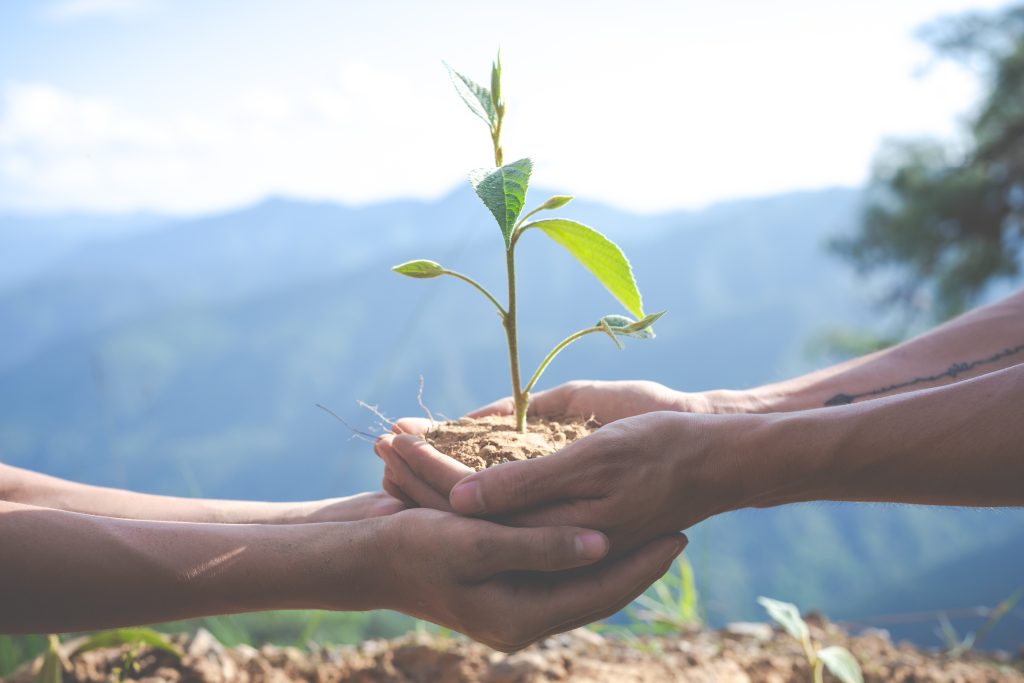 Two hands holding a seedling - Supervision and support for growth in counselling and psychotherapy.