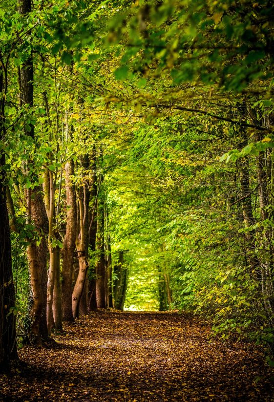 Calm forest image by David Bruyndonckx - Why Counselling and How Can It Help You by Sarah Child, Counsellor and Psychotherapist.